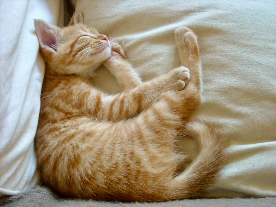 Fidji chaton, 2010 Fidji chaton, 2010