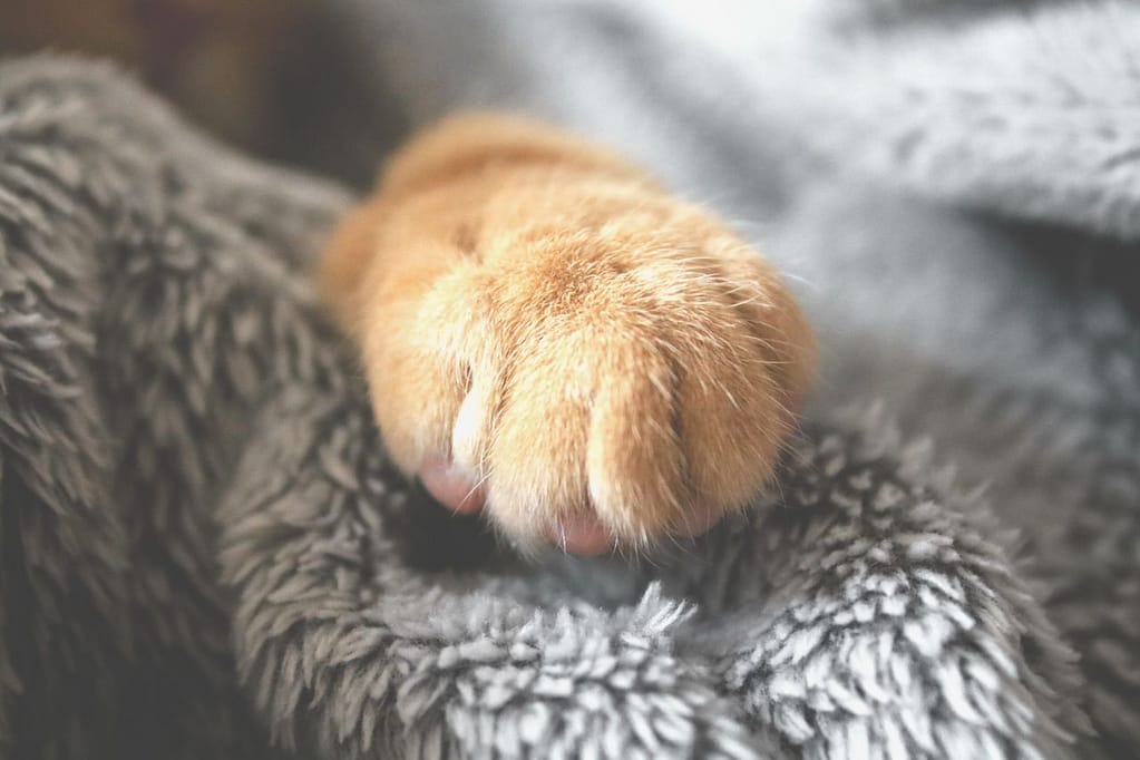 patte de chat senior Adorable patte de chat