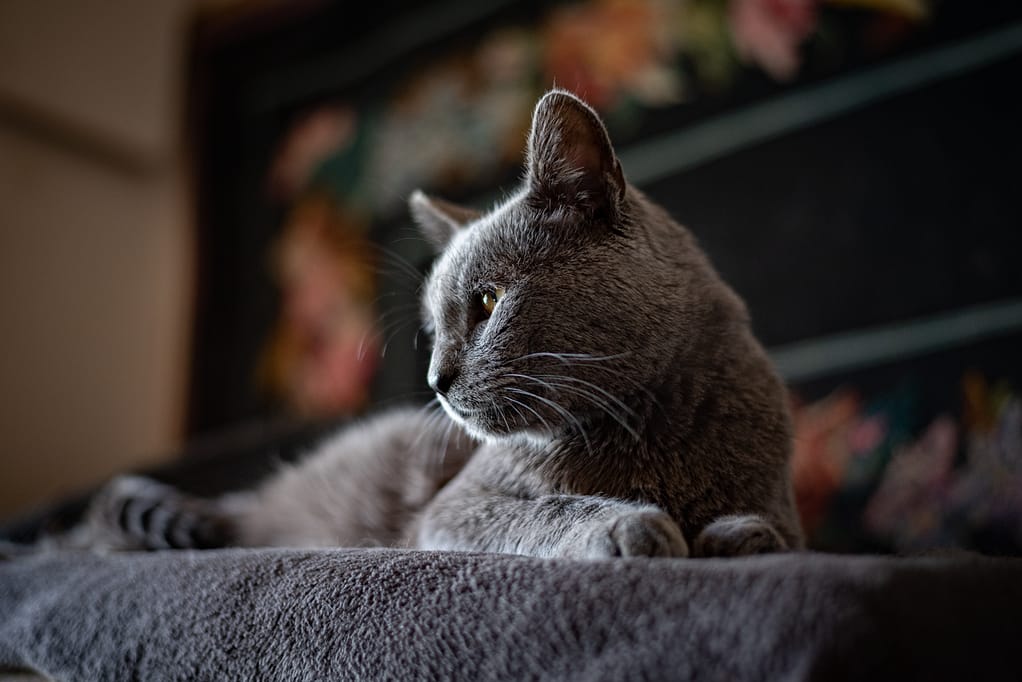 Chat senior tranquille et serein chat gris au repos