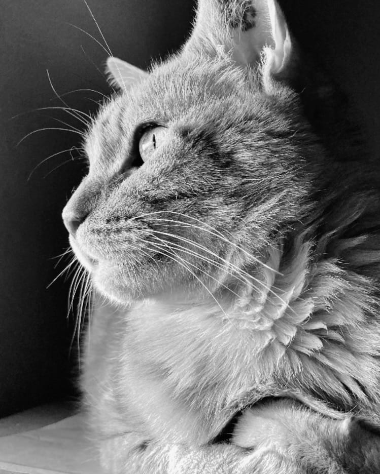 Fidji Fidji mon chat senior